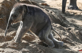 Saxony: Los should decide on the name of the baby elephant