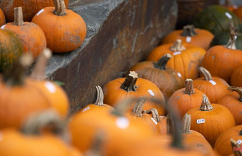 North Rhine-Westphalia: Farmers in NRW are cultivating more and more pumpkin fields