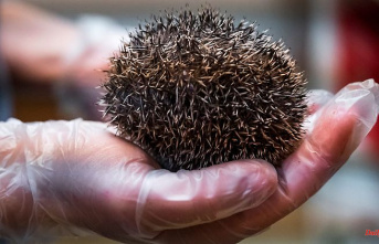 Saxony: seriously injured or almost dead: Hedgehog stations at the limit