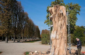 Saxony: trunk of the Pillnitz copper beech: memorial for climate change