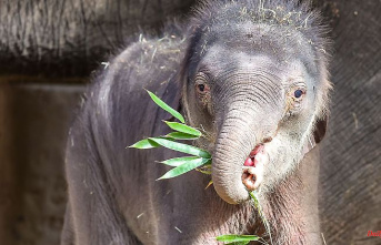 Saxony: Zoo Leipzig is looking for names for small elephants