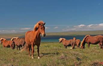 Cannula in the jugular vein: Icelandic mares bleed for cheap meat