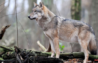 Mecklenburg-Western Pomerania: more than 340 farm animals in the northeast of wolves torn