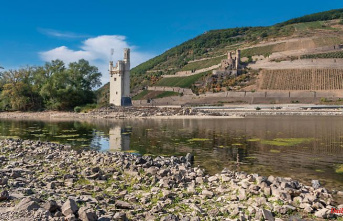 Despite the heat and low water: the feared fish kill in the Rhine does not materialize