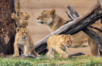 Police and nurses on duty: a pride of lions escapes from the zoo enclosure in Sydney