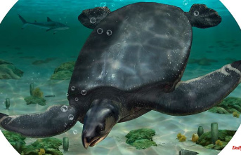 Undersea giants also in Europe: Meter-long sea turtle fossil discovered