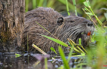 North Rhine-Westphalia: Hunters: Nutria are particularly spreading in areas in NRW