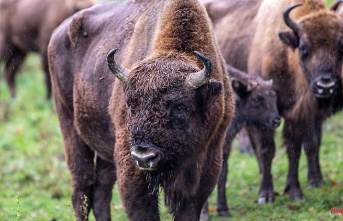 Saxony: Bisons from Chemnitz move to freedom