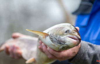 North Rhine-Westphalia: Over 5000 salmon in NRW: the country praises the migratory fish program