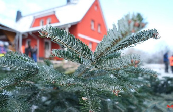 Thuringia: Christmas trees and fir branches from the state forest