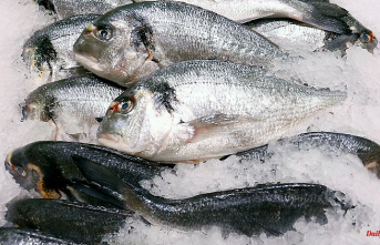 Additives and misrepresentations: Federal Office: Fishing industry often cheats consumers