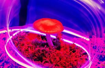 Study shows conditional effect: "magic mushroom" could alleviate severe depression