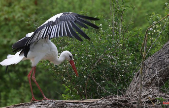 Saxony-Anhalt: More white storks in Saxony-Anhalt in 2022