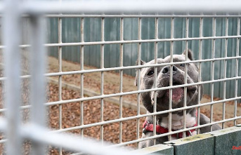Bavaria: Bavaria is increasing funding for animal shelters