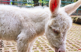 Mecklenburg-Western Pomerania: offspring with rare dwarf donkeys in Stralsund Zoo