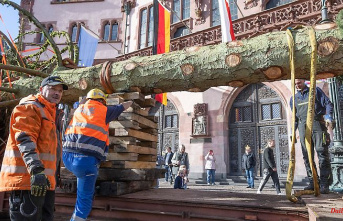 Hesse: Christmas tree "Manni" reached Frankfurt Römerberg
