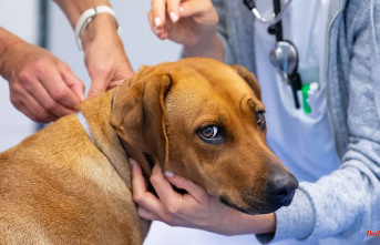Hesse: Costs for veterinarians have increased significantly