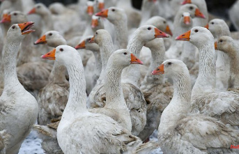 Hesse: Increased operating costs ensure higher goose prices