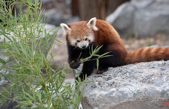 Mecklenburg-Western Pomerania: Red pandas should come to Rostock Zoo in 2023
