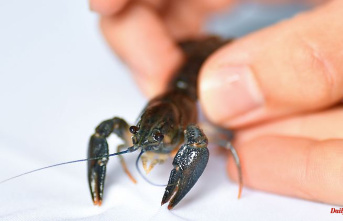 North Rhine-Westphalia: Species protection for noble crayfish: 300 animals exposed in the Eifel
