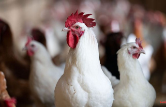Mecklenburg-Western Pomerania: More bird flu cases after poultry exhibition