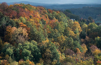 Bavaria: Bavaria completes the network of natural forests