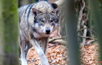 Hesse: New wolf roams Hesse: Male genetically proven