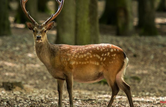 Bavaria: Free-roaming sika deer sighted in the district of Ansbach