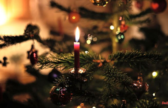 Saxony-Anhalt: 17,601 Christmas trees imported to Saxony-Anhalt