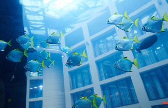 Huge aquarium burst: can the AquaDom fish still be saved?