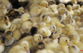 After shredder ban: whereabouts of male chicks unclear