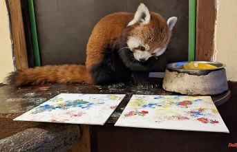 North Rhine-Westphalia: "New Beuys" in Kleve? Panda lady Kamala paints with paws