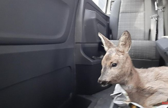 North Rhine-Westphalia: Bambi in need: fawn rescued from the river