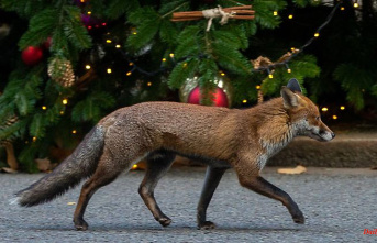 Bavaria: "thieving fox" scorns surveillance cameras as prey