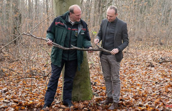 Saxony: The situation in the Saxon forests is worrying