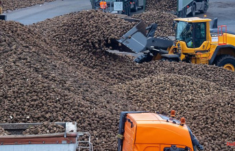 Mecklenburg-Western Pomerania: More than a million tons of sugar beet processed in MV