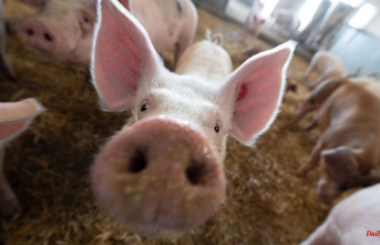 Thuringia: Wagner complains of an enormous decline in pigs and cows