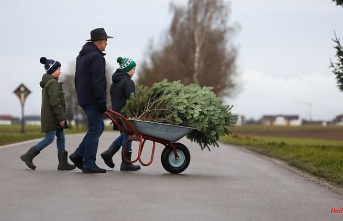 Thuringia: Thuringia Forest: Do not dispose of Christmas trees in the forest