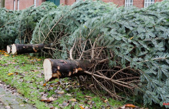 Organic tree, rental fir and DIY: Christmas tree? Can also be done sustainably