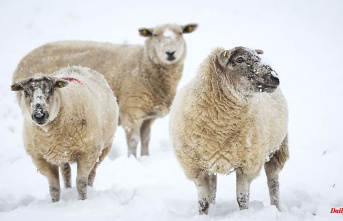 Thuringia: downward trend in sheep farming continues