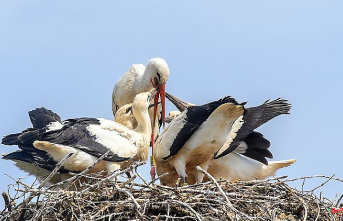 Hesse: White stork populations in Hesse continue to recover