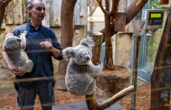 North Rhine-Westphalia: Koala offspring in Duisburg are given names