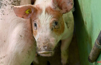 Saxony: Hope for contained African swine fever
