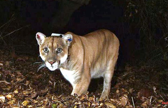 "Beloved Mascot": Los Angeles puts down Puma from city park