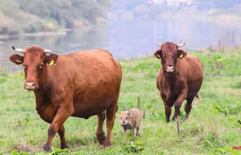 Bavaria: new low: less than 40,000 farmers keep cattle