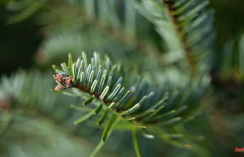 Mecklenburg-Western Pomerania: It's Christmas: Nordmann fir is very popular in the north-east