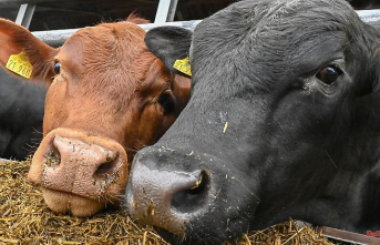 Baden-Württemberg: farmer in Marbach has to give up cattle: defects found