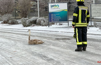 Bavaria: Young swan rescued from the street in freezing temperatures