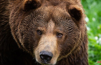 Baden-Württemberg: Brown bears liberated in the Baltic States arrived in the Black Forest