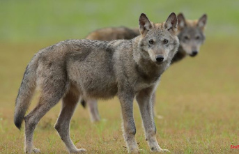 Saxony: Wolves are looking for warm shelter in the hay store
